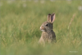 <p>KRÁLÍK DIVOKÝ (Oryctolagus cuniculus) - Mladá Boleslav ---- /European rabbit - Wildkaninchen/</p>